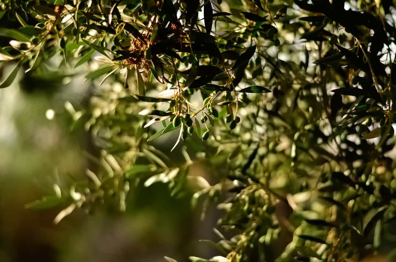 zeytinlik zeytin